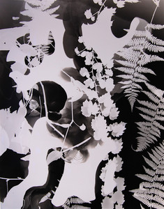 Camera Obscured: Photograms by Paul Bloomfield