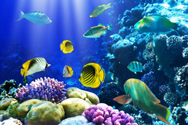 Springfield Museums’ February Lectures Touch on History and Ocean Science