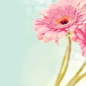 Festival of Flowers 2013 - George Walter Vincent Smith Art Museum at the George Walter Vincent Smith Art Museum