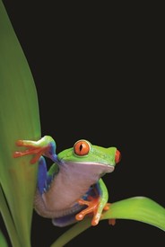 Frogs: A Chorus of Colors at the Springfield Science Museum