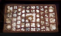 Egg Collection in Wooden Box, undated, Springfield Science Museum