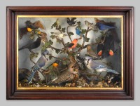Framed Victorian Bird display, 19th century, Springfield Science Museum, SSM-2008/11-1