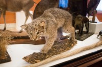 Lynx, “Rufus,” undated, Springfield Science Museum SSM-99/53