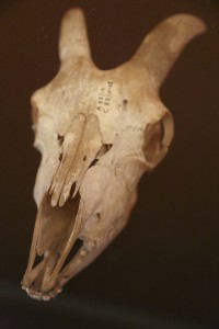 Sheep Skull, undated, Springfield Science Museum, SSM-88/10-015