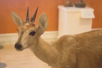 Southern Bush Duiker, Taxidermy display, 19th century, Springfield Science Museum, SSM-90/10-1