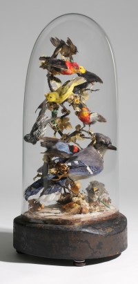 Victorian Domed Bird display, 19th century, Springfield Science Museum, SSM-2008/11-2