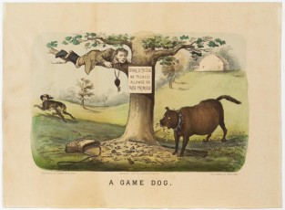 Man lying in tree on tree limb