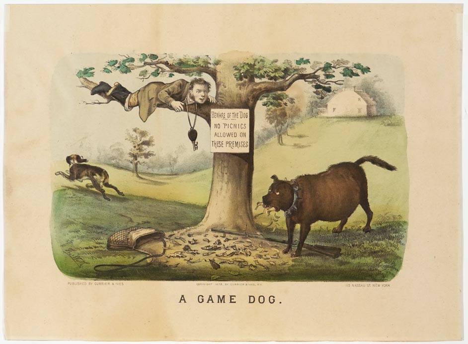 Man lying in tree on tree limb