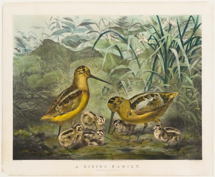 Birds and chicks in grassy area of woods