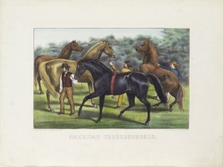 Three brown horses standing behind one black horse at center being led off to left