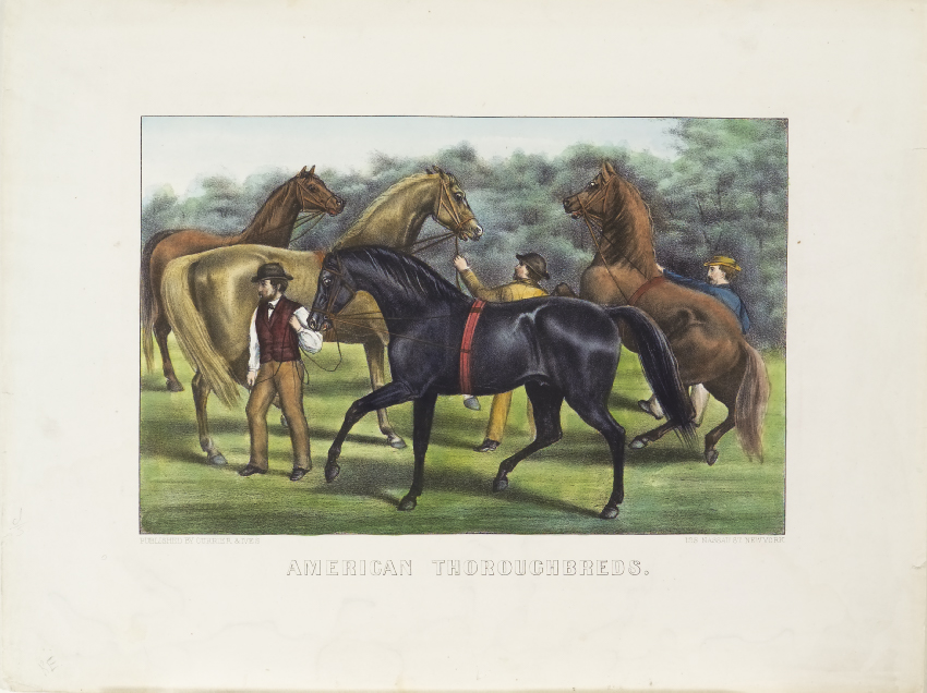 Three brown horses standing behind one black horse at center being led off to left