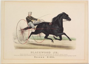 Driver and horse trotting to right in image