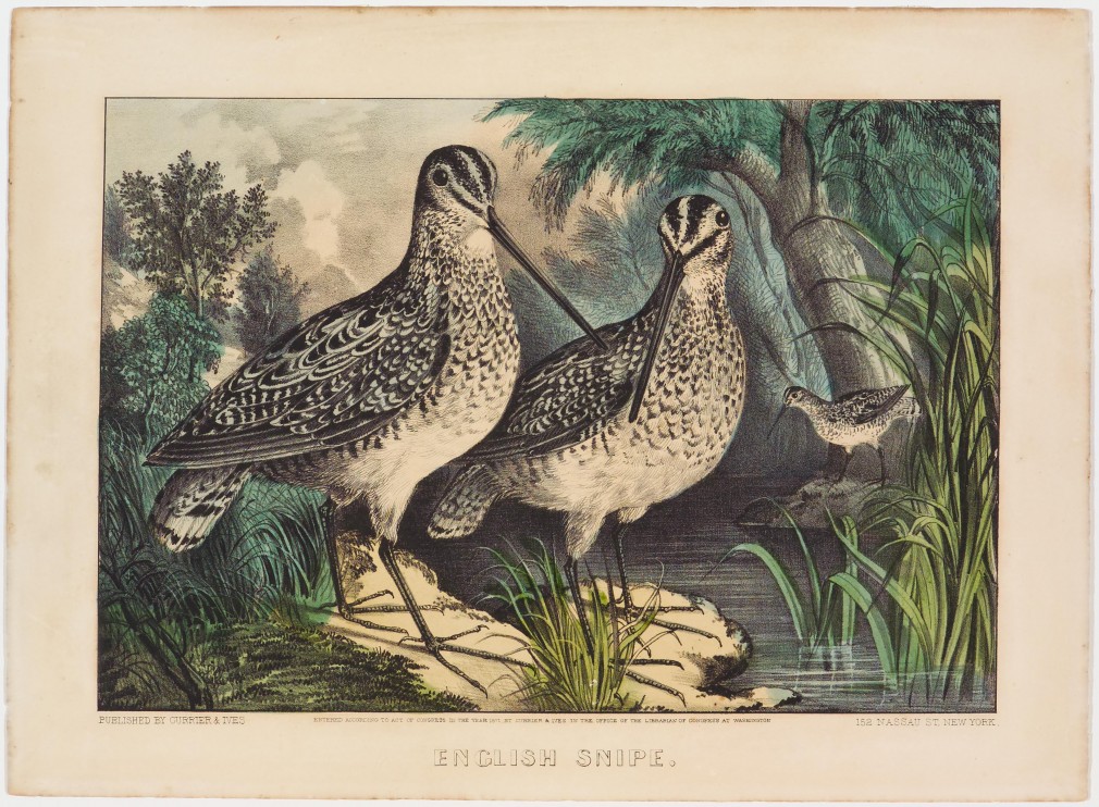 Pair English snipe in foreground