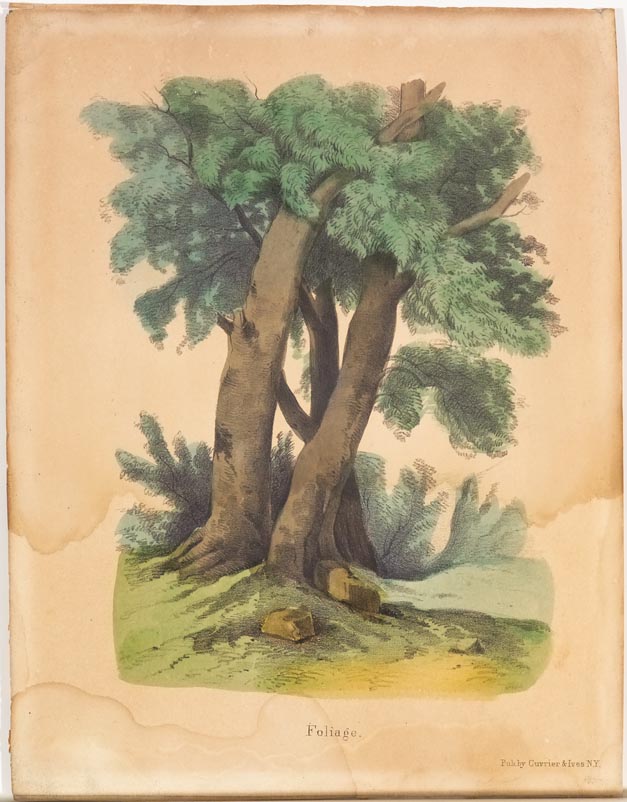 Three trees in a cluster in green foliage with bushes behind