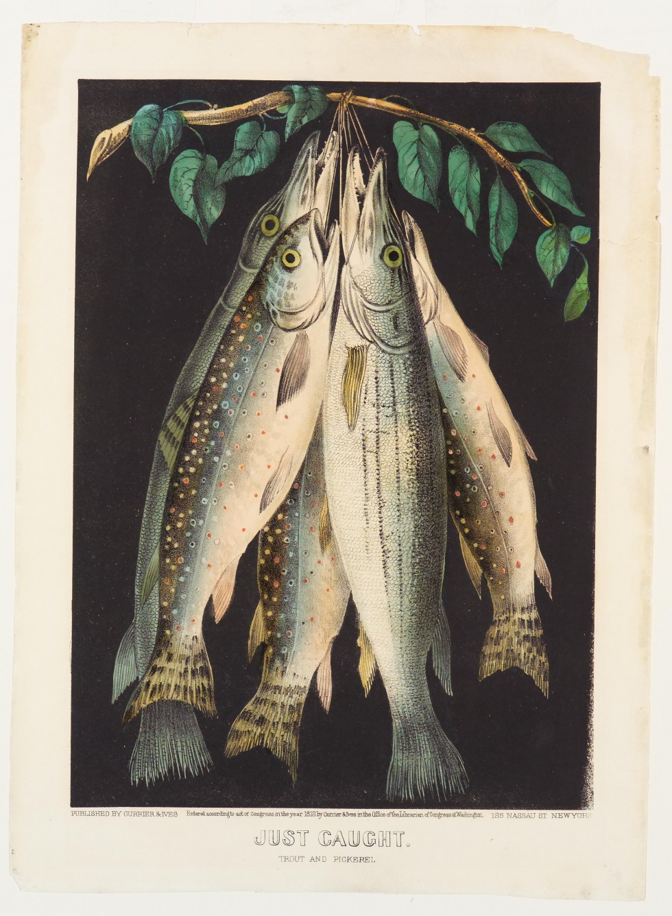 Black background; five fish tied through mouths and hanging from branch
