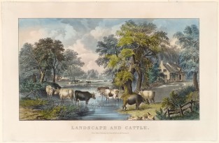 Pastoral scene of seven cattle in foreground crossing back and forth over brook in yard aside farmhouse on right