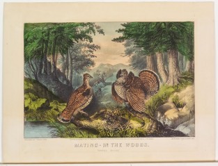 Pair of grouse at center in woodland scene by stream