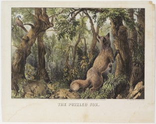 Fox to right of center ready to climb tree; face of person above fox's paw