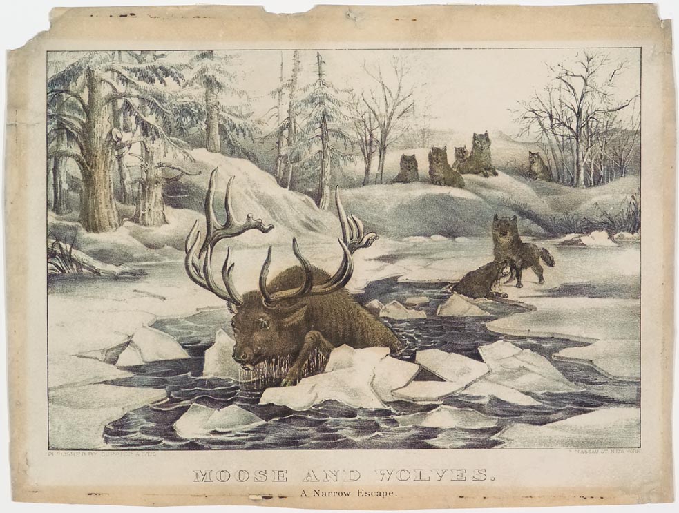 Moose in ice covered pond in woods headed away from pack of wolves on shoreline