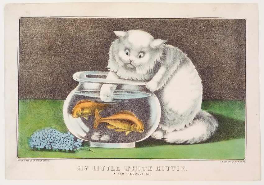 White cat to right of clear bowl filled with water and two goldfish