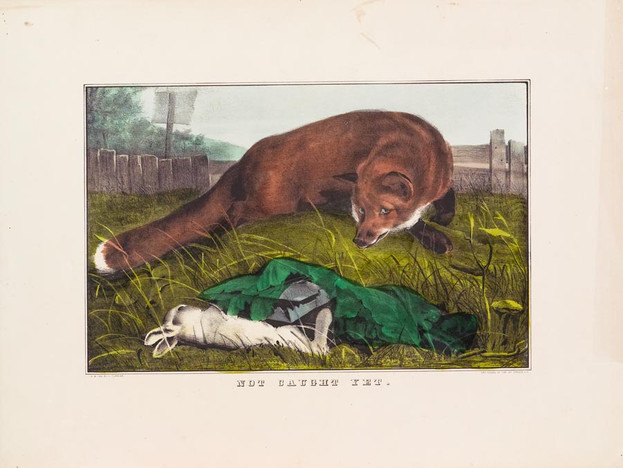 Fox eyeing rabbit laying on back on ground aside a covered trap