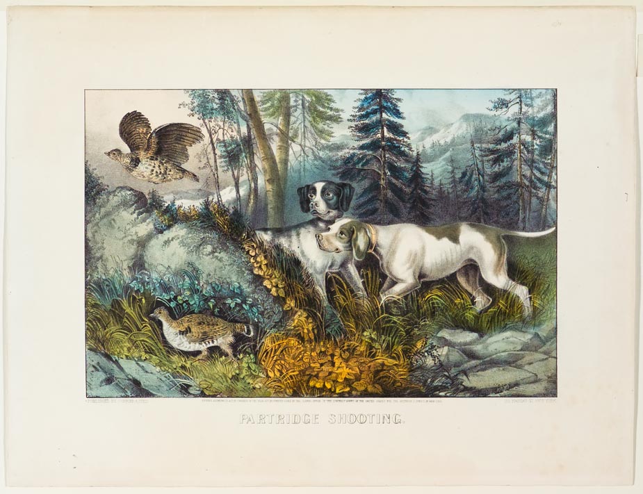 Two hunting dogs in center facing left to watch bird flying up out of cover of bushes