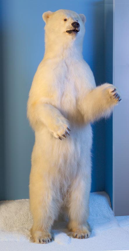 Bear, Polar