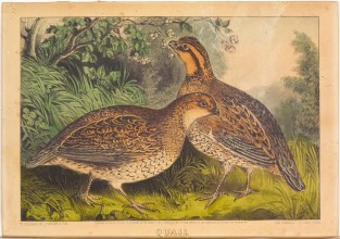 Two Quails At Center In Woodland Facing Each Other