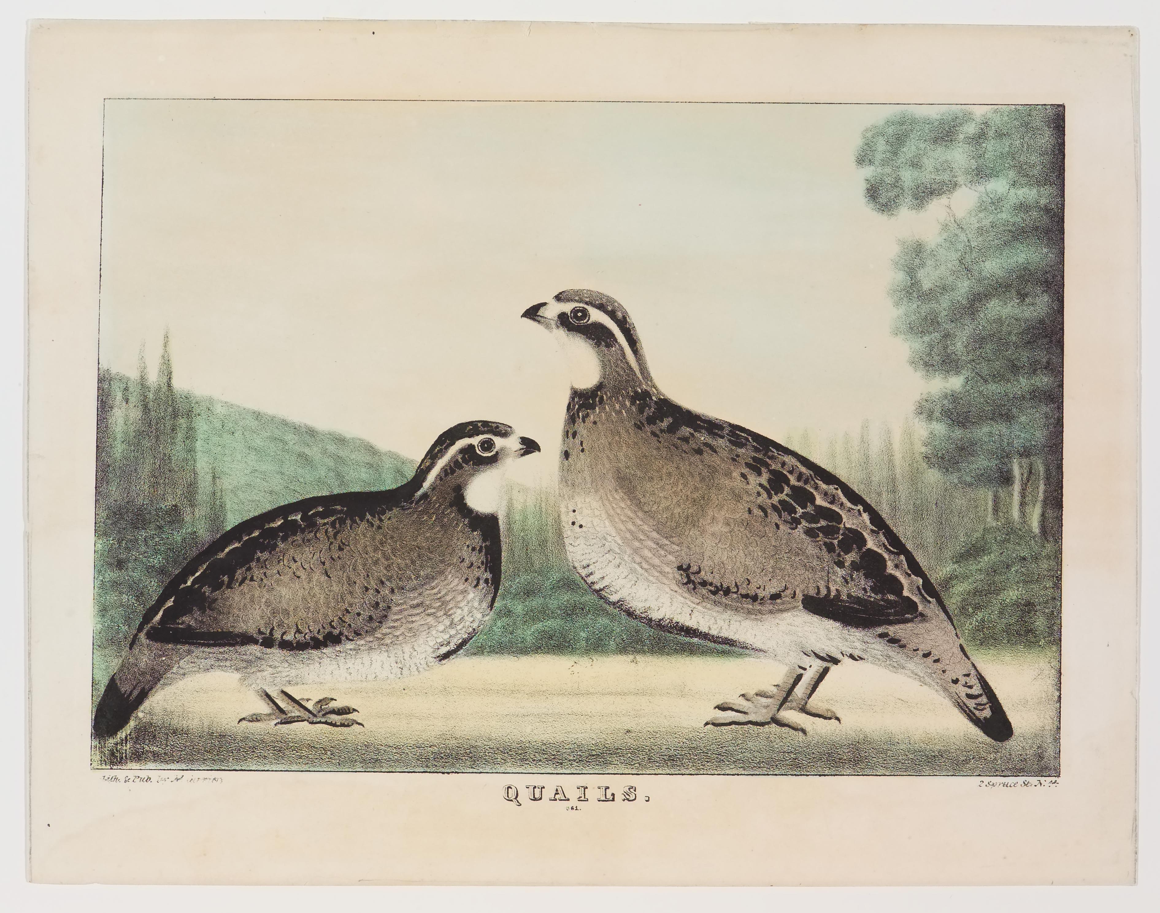 Two quails facing center and each other - hillside left background