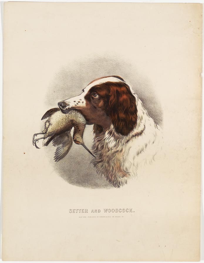 Brown and white setter