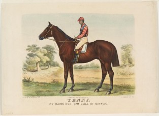 Horse Standing Facing Left In Image