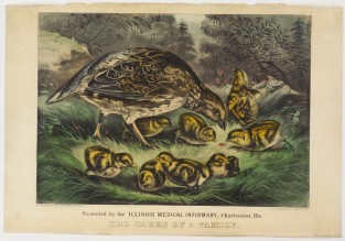 Woodland Scene Of Mother Bird With Eight Chicks