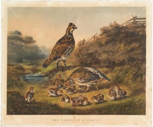 Parent birds and their family of eleven chicks grazing in field</p>