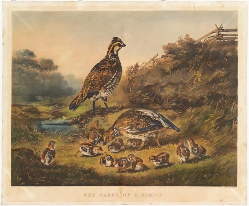 Parent birds and their family of eleven chicks grazing in field