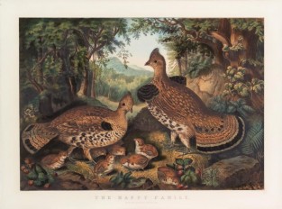 Woodland scene with family of grouse (2 adults with 7 young chicks)