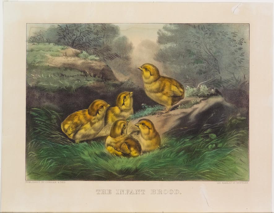 Woodland scene - five small yellow chicks nestled in grass near a rock