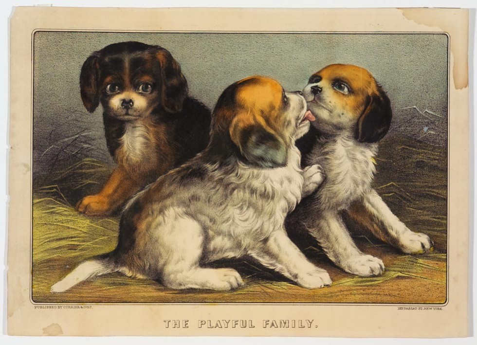 Three puppies
