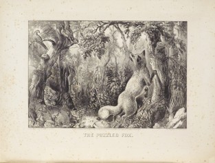 Fox to right of center ready to climb tree; face of person above fox's paw