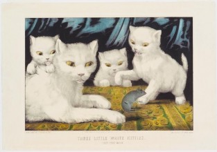 Three white kittens