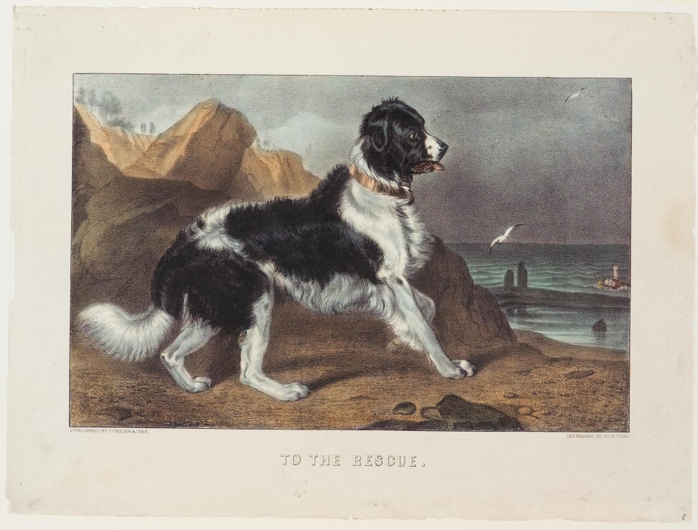 Black and white dog facing water on right standing on beach