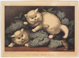 Two white cats surrounded by hydrangea flowers