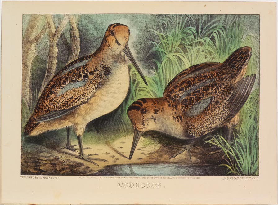 Two woodcocks at center