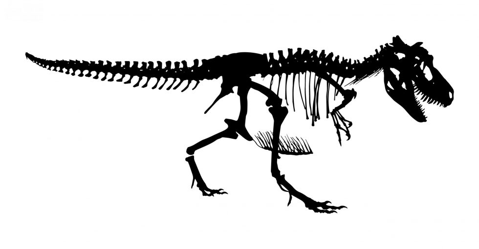 T. rex skeleton