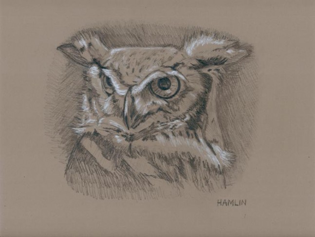 Owl drawing by Steve Hamlin