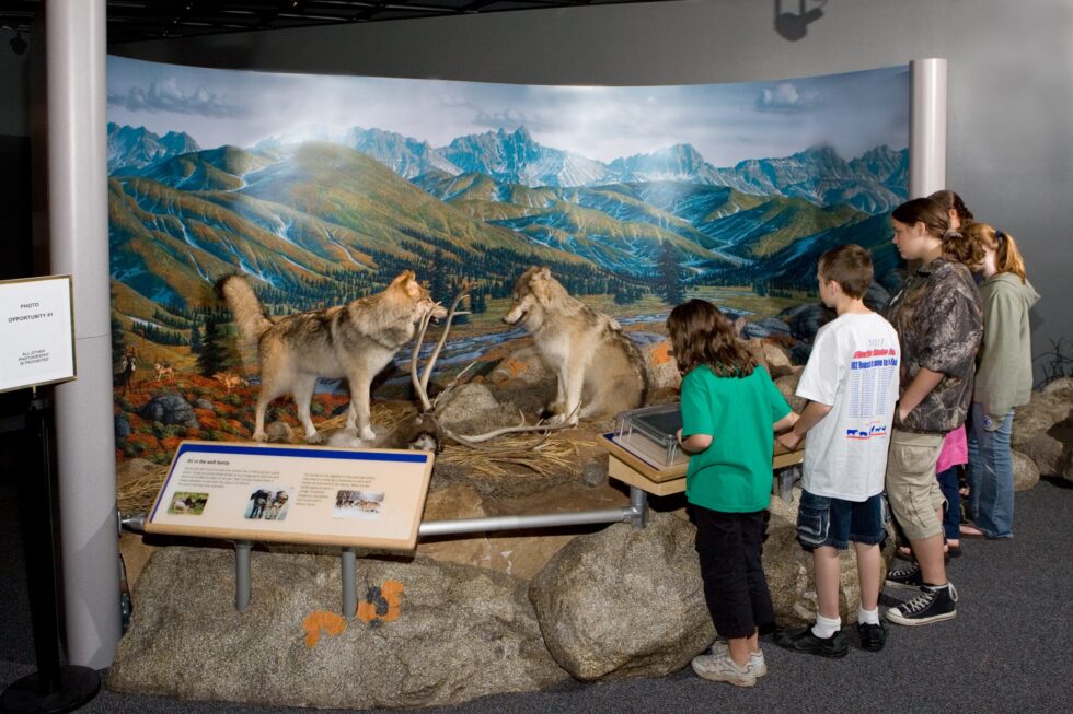 Wolf to Woof: The Story of Dogs