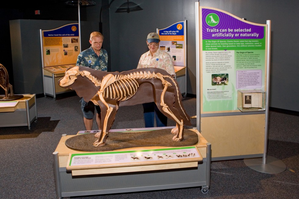 New Exhibit Traces Journey of Dogs From Wolf to Woof
