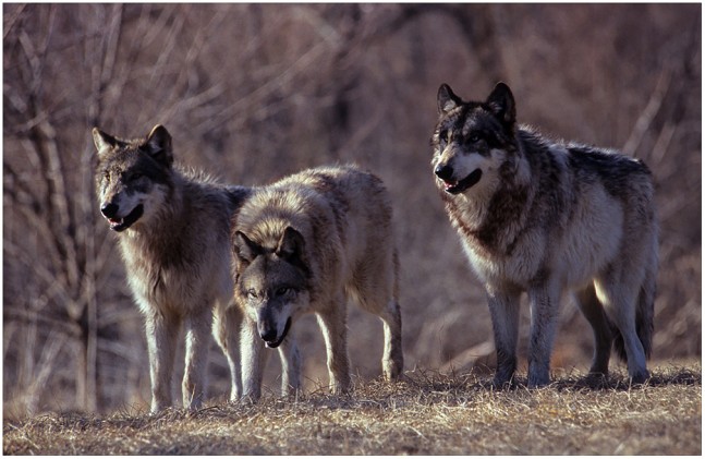 Three wolves growling