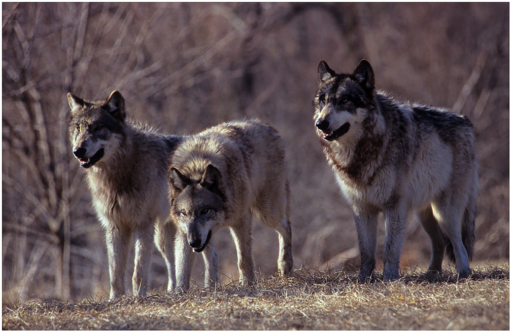 Three wolves growling