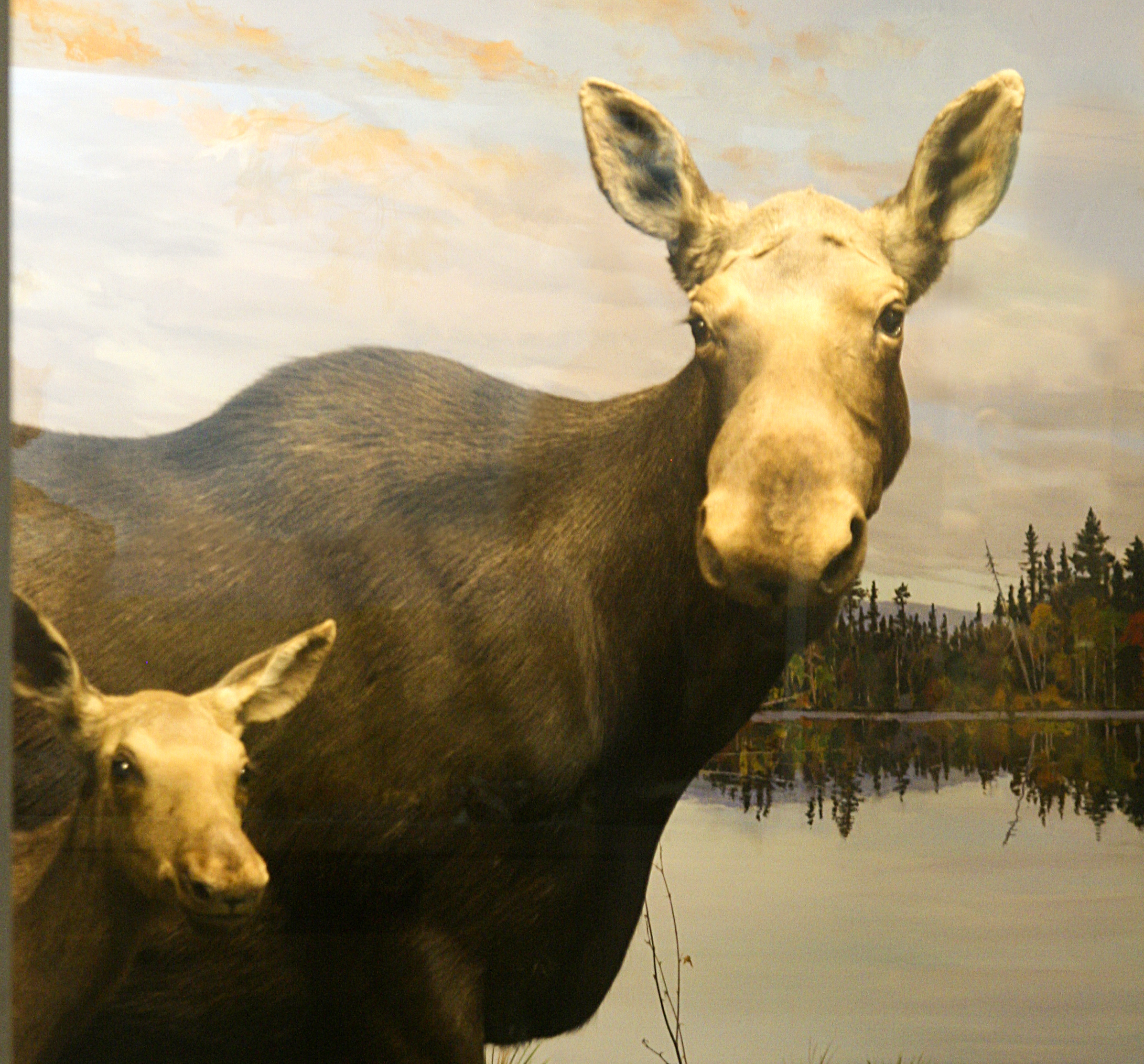female moose and offspring diorama