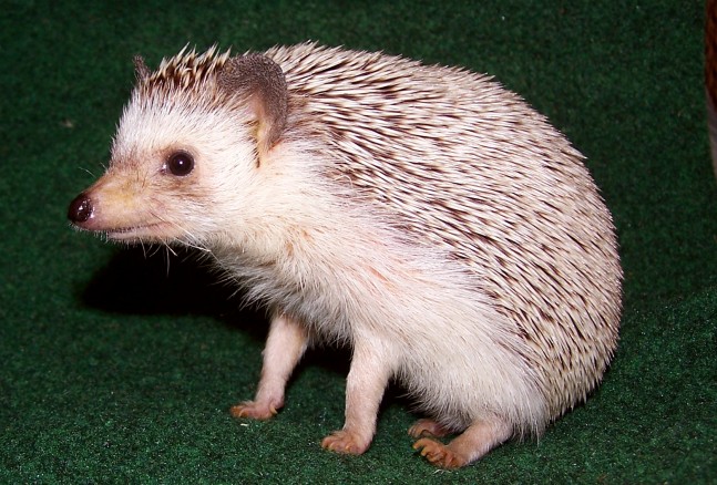 hedgehog